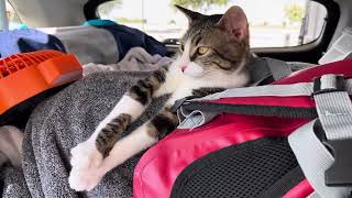Such a good travel kitty