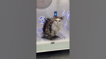 Deze kat kan niet tegen badtijd 😂