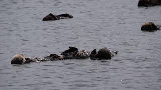 Sea Otters Holding Hands by Connie Levenhagen Niemi 4,359 views 5 years ago 26 seconds