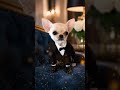 stylix.pet | Link in Bio - You Won’t Believe This Chihuahua Glow Up 🐕🔥 #shorts #dogs - Link in bio!