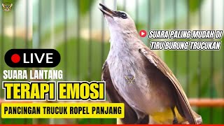 Masteran Trucukan Gacor TERBAIK Tarung Ropel Panjang | Ampuh Untuk Pancingan Trucuk Agar Bunyi Nyaut