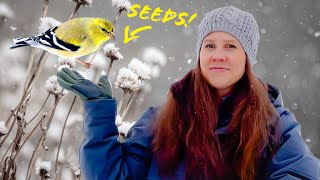 Attract MORE Birds! - Flowers with Seeds Birds LOVE!