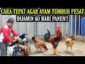 60 hari ayam pasti panen dgn cara simpel ini