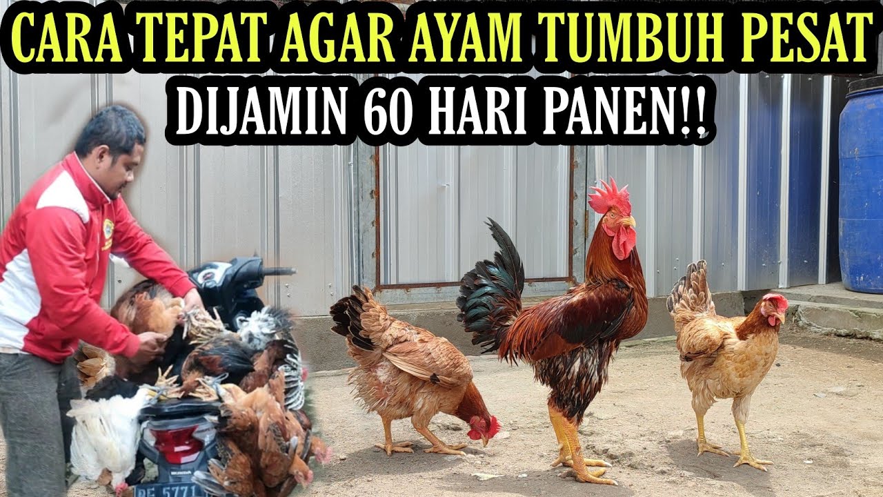 60 HARI AYAM PASTI PANEN DGN CARA SIMPEL INI‼️