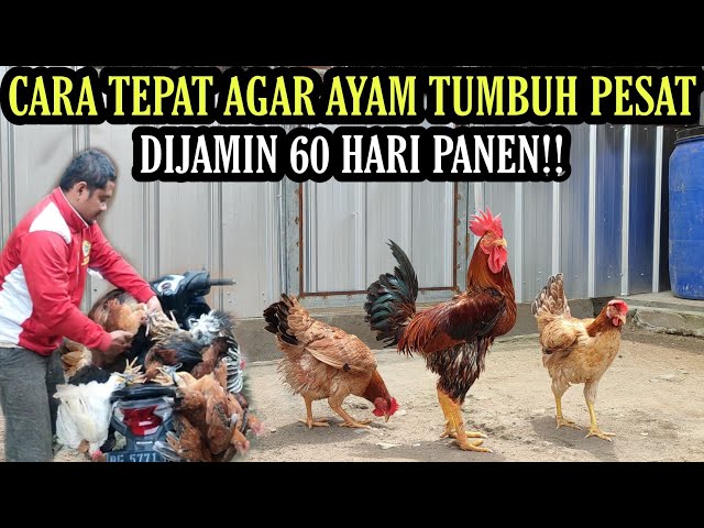 60 HARI AYAM PASTI PANEN DGN CARA SIMPEL INI‼️ class=