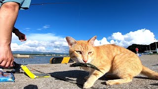 釣り人のそばで待機する野良猫