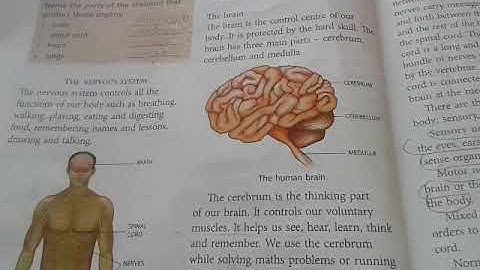 class 5th science chapter 7 Skeletal system and nervous system part 3