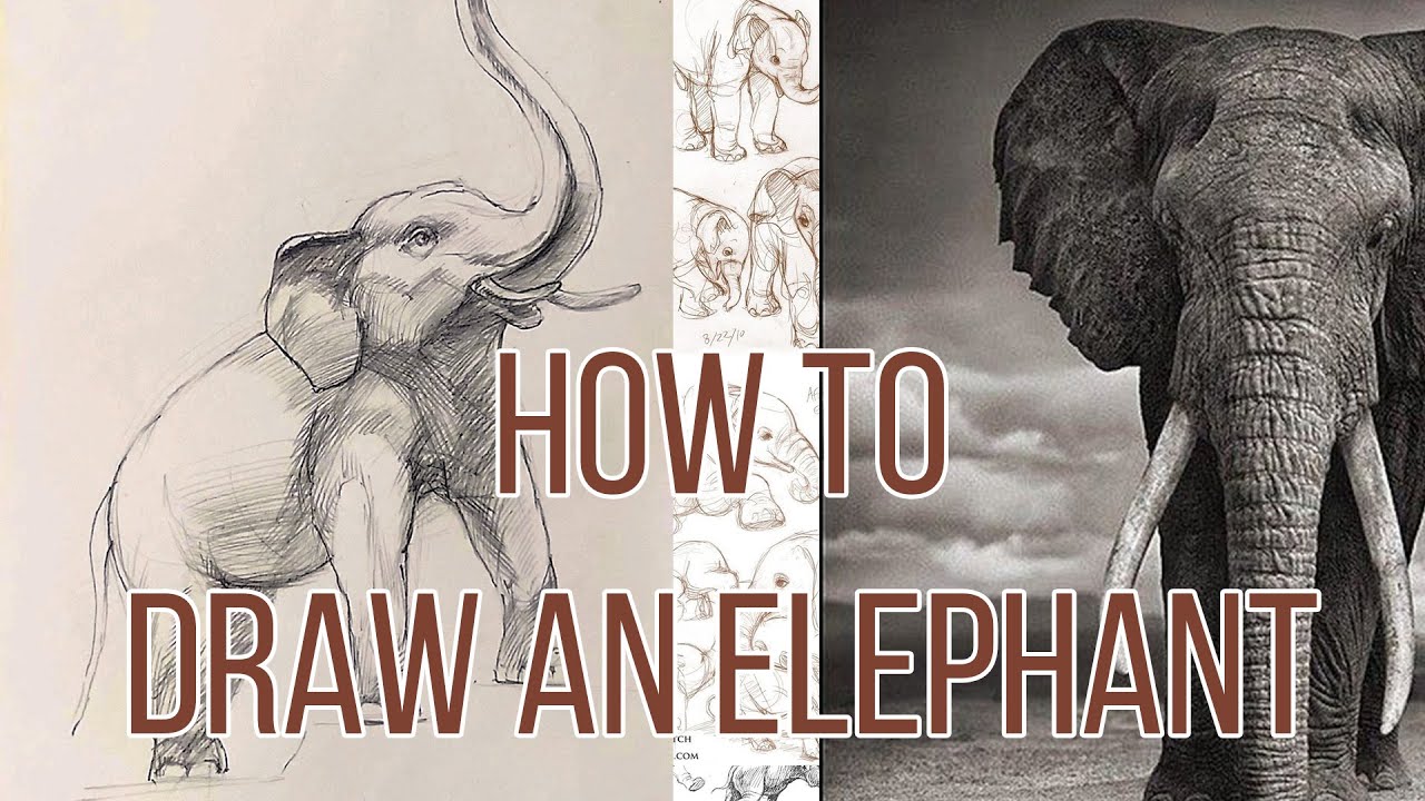 Speed Art - draw ELEPHANT step by step. - YouTube