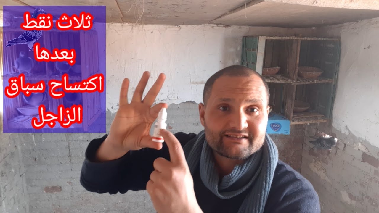 استحاله تخسر وسرعه البرق في#سباق الزاجل #سرعه رجوع الحمام الزاجل #جدول سباق الزاجل #علاج-امبيروكسول