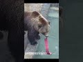 А ля-ля-ля-ля-ля так вроде гимнастки делают с лентами?🐻