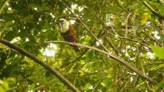 Three Wattled Bellbird at Mount Totumas Cloud Forest April 27