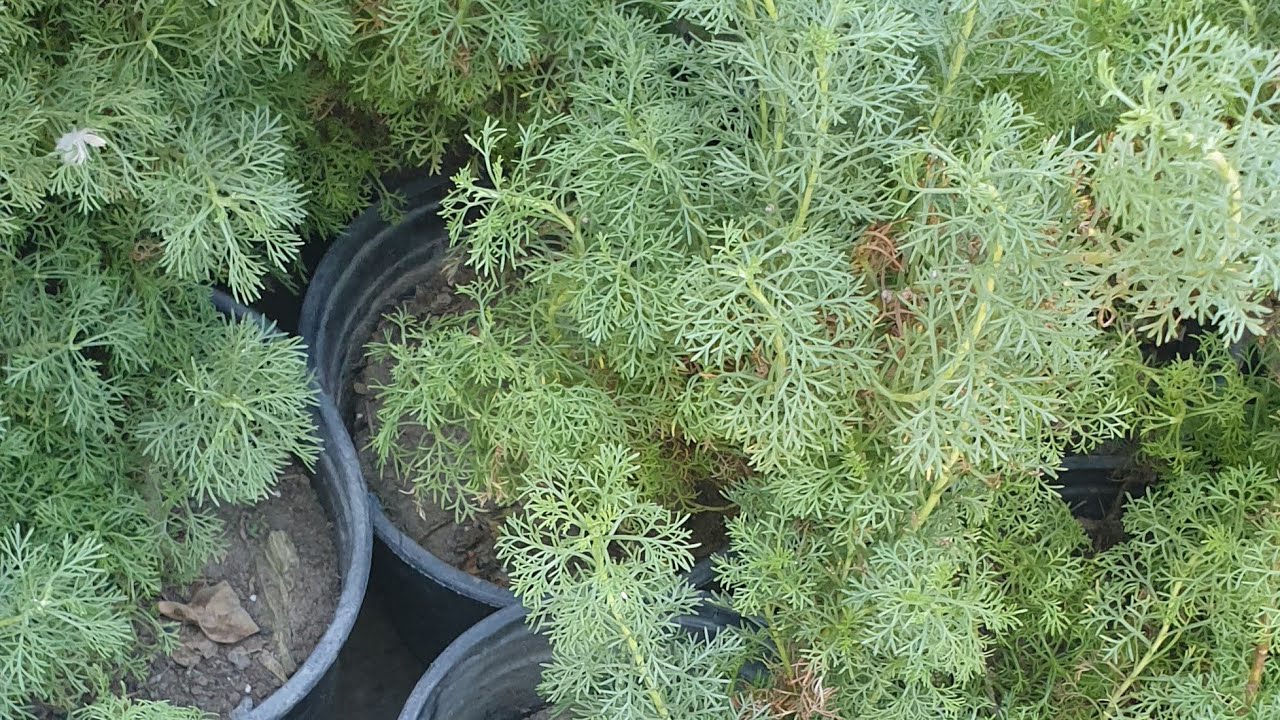 نبات عطرة الببسي/ من أكثر النباتات فائدة لصحة الإنسان