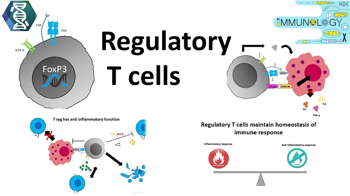 Regulatory T cells - 天天要聞