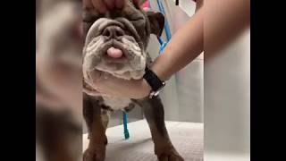 Dog Grooming Orlando - French Bulldog- Just 4 Dogs Pet Salons Orlando- Tongue Out