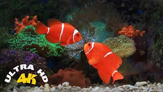 THE DEEP OCEAN | 4K TV ULTRA HD | Full Documentary | Beautiful Coral Reef Fish Video | Relief Stress