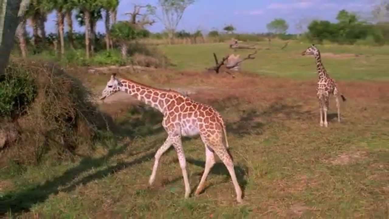 Consecutivo Dedicación De confianza Parque Temático Disney's Animal Kingdom | Walt Disney World | Parques  Disney - YouTube