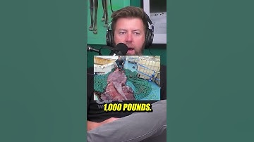 First ever video of living colossal squid in the deep! 🌊🦑 #colossalsquid #marinebiology