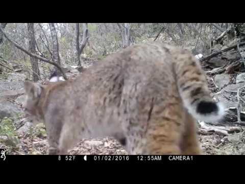 bobcat goldthwait Texas Trail Cams Compilation Nov 23, 2018