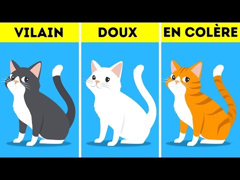 Vidéo: De Quelle Couleur Est Mon Chaton? (couleurs Des Chats)