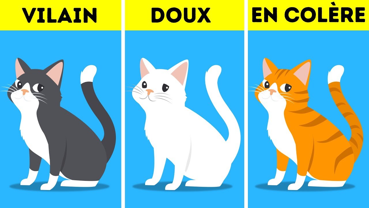 Chat Roux Races Et Particularites Racedechat Com