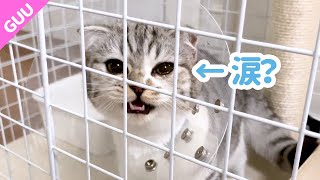 涙を流しながら鳴く猫に猫語翻訳アプリを使ったら残念な結果に…スコティッシュフォールド