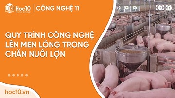 Quy trình lên men lỏng trong chăn nuôi lợn - Công nghệ 11 | Hoc10