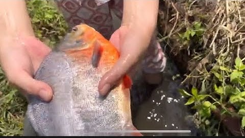 Giải cứu cá chim ngoài đồng,cá sộp nghịch ngợm,cá vược,cá rô phi,các loại cá bị ngập nước ở đồng lúa