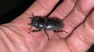 Giving Beetles A Helping Hand - A Little Conservation