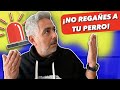 ¿POR QUÉ NUNCA ❌ DEBES REGAÑAR A TU PERRO? ⚠️ | 4EverDogs