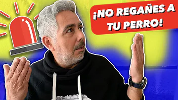 ¿Funciona regañar a un perro?