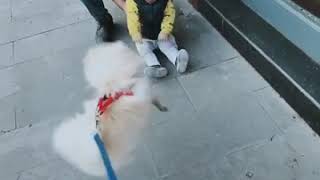 اجمل كلب صغير يلعب مع طفل