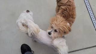 Romeo and Precious Flufferton the Lhasa Apsos interacting with the neighbors Wickett and Trooper.