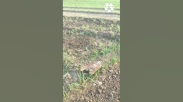 Use the edit icon to pin, add or delete clips  #hesteg   # short #video  # vairl