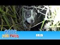 Finding Iris: Saving a homeless injured dog + an unexpected surprise!!!  Please share. #dog