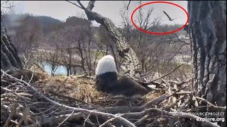 Decorah Eagles~Mom Flyby Or Intruder???COG-Good Look at D34~D35 is  ACTIVE AND HATCHING_4.5.20