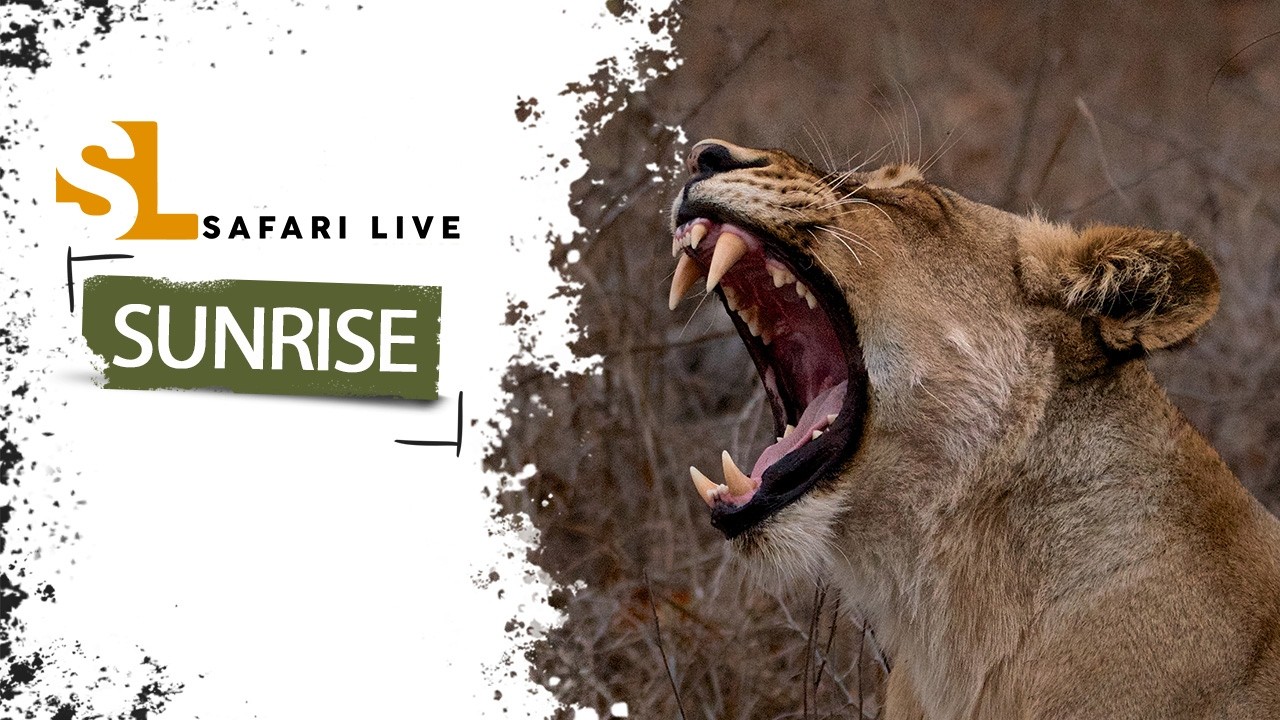 SafariLIVE Sunrise - Repeat - 26 October 2026