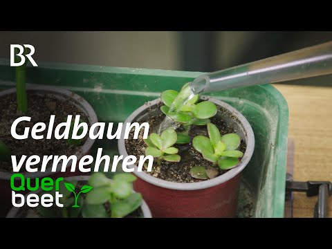 Video: Wie man Triebe eines Geldbaums pflanzt. Wie man einen Geldbaum pflanzt