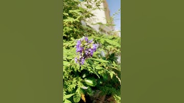 سورة لقمان #قرآن  اسلام صبحي #اكسبلور