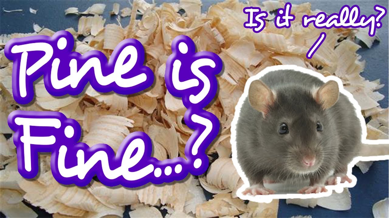 Is Pine Bedding Safe For Pet Rats 