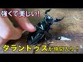 【大物がキタ！】元気いっぱいツヤツヤ！タランドゥスオオツヤクワガタ（昆虫採集）