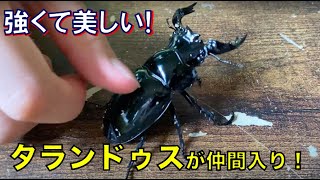 【大物がキタ！】元気いっぱいツヤツヤ！タランドゥスオオツヤクワガタ（昆虫採集）