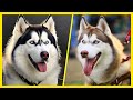 Cosas Que No Sabias De Los Perros Husky Siberiano | SoyCorraje