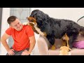 How the Bernese Mountain Dog loves to play with his human owner