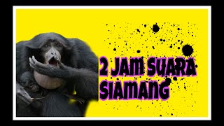 Suara Siamang | Siamang's Voice