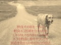 野良犬のブルース