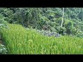 Kong begins to build a new life - Repairing the fence to protect the rice farm , Wilderness Alone