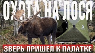 видео: Охота на лося 2023/Зверь пришел прямо к палатке!/Богатство Коми края картинка: Охота на лося 2023/Зверь пришел прямо к палатке!/Богатство Коми края