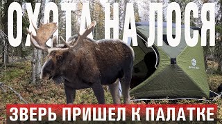 Охота на лося 2023/Зверь пришел прямо к палатке!/Богатство Коми края