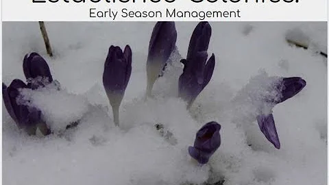 Established Colonies: Early Season Management