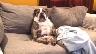 When Your Bulldogs Think Theyre Human